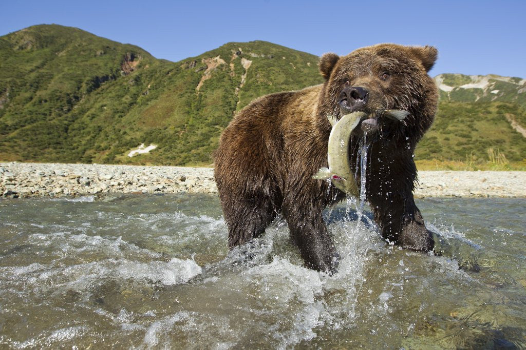 Detail of Brown Bear and Salmon, Katmai National Park, Alaska by Anonymous