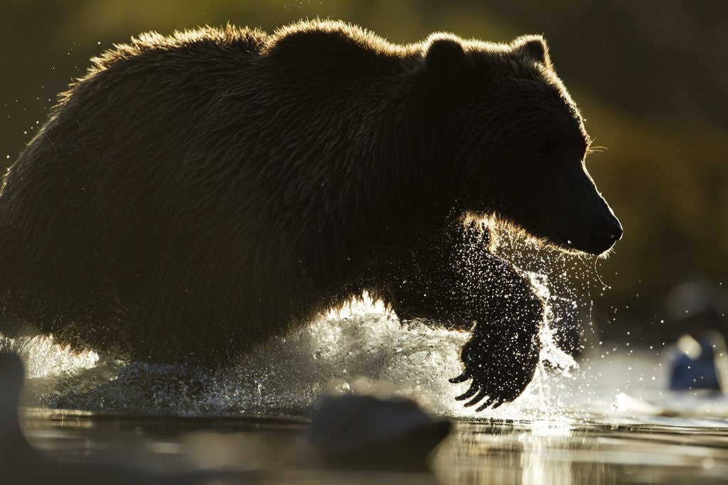 Detail of Fishing Brown Bear, Katmai National Park, Alaska by Anonymous