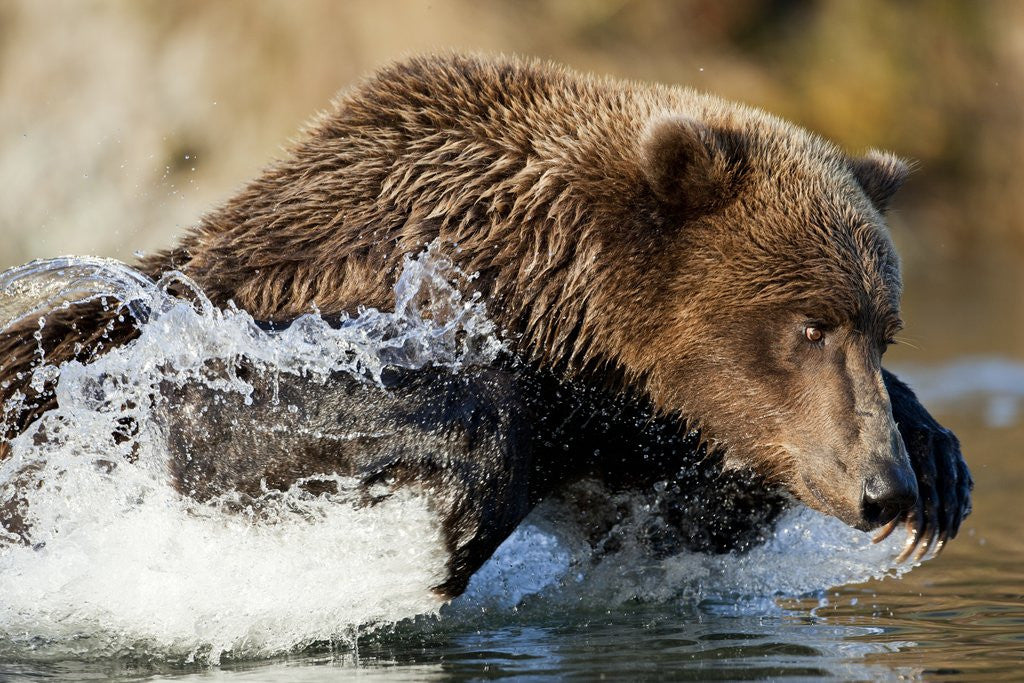 Detail of Fishing Brown Bear, Katmai National Park, Alaska by Anonymous