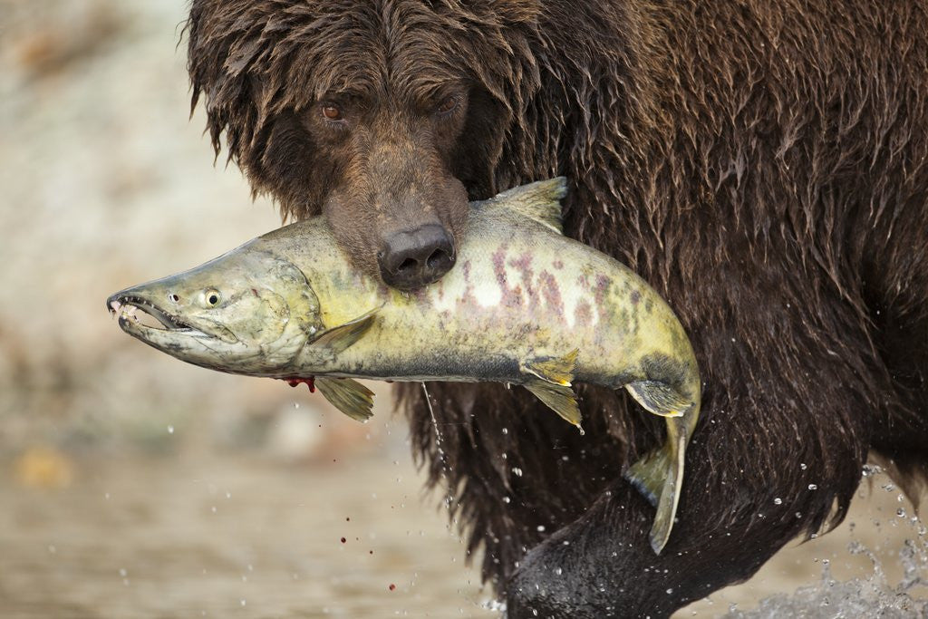 Detail of Brown Bear Catching Spawning Salmon, Katmai National Park, Alaska by Anonymous