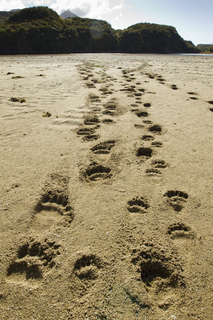 Detail of Brown Bear cub Footprints, Katmai National Park, Alaska by Anonymous