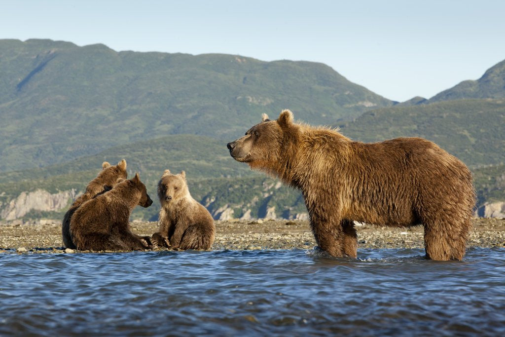 Detail of Fishing Brown Bear and Cubs, Katmai National Park, Alaska by Corbis