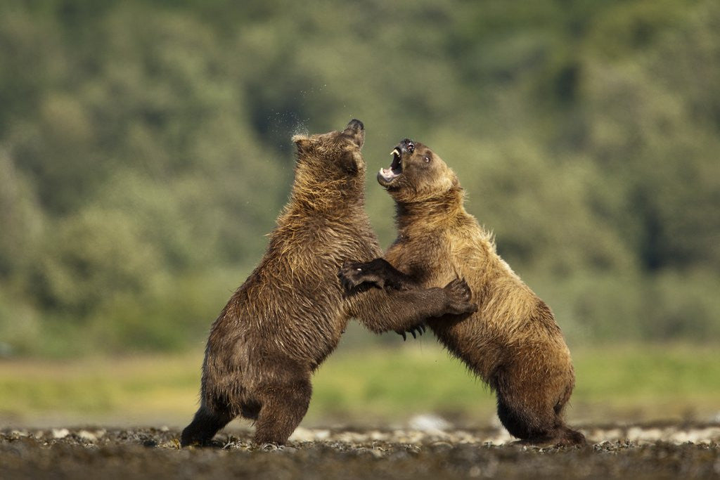 Detail of Grizzly Bear, Katmai National Park, Alaska by Anonymous