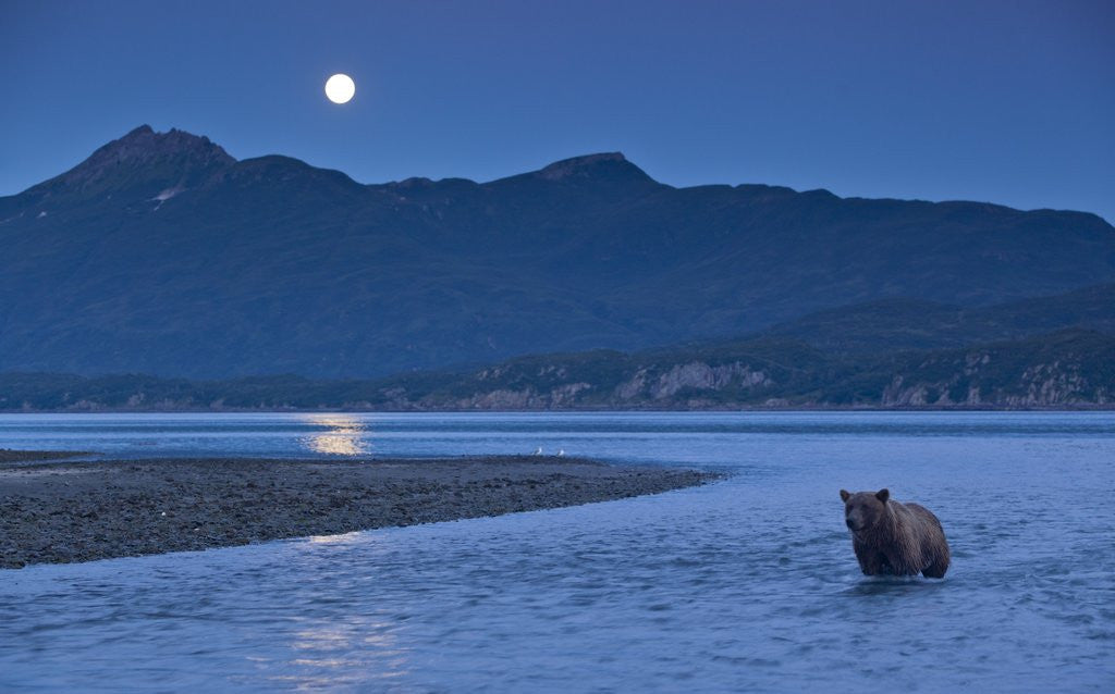 Detail of Brown Bear and Full Moon, Katmai National Park, Alaska by Anonymous
