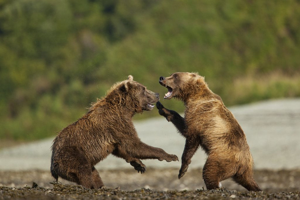 Detail of Fighting Brown Bears, Katmai National Park, Alaska by Anonymous