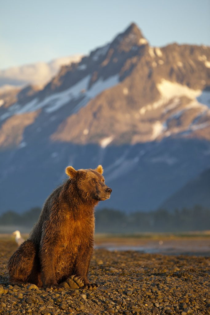 Detail of Brown Bear at Dawn, Katmai National Park, Alaska by Corbis