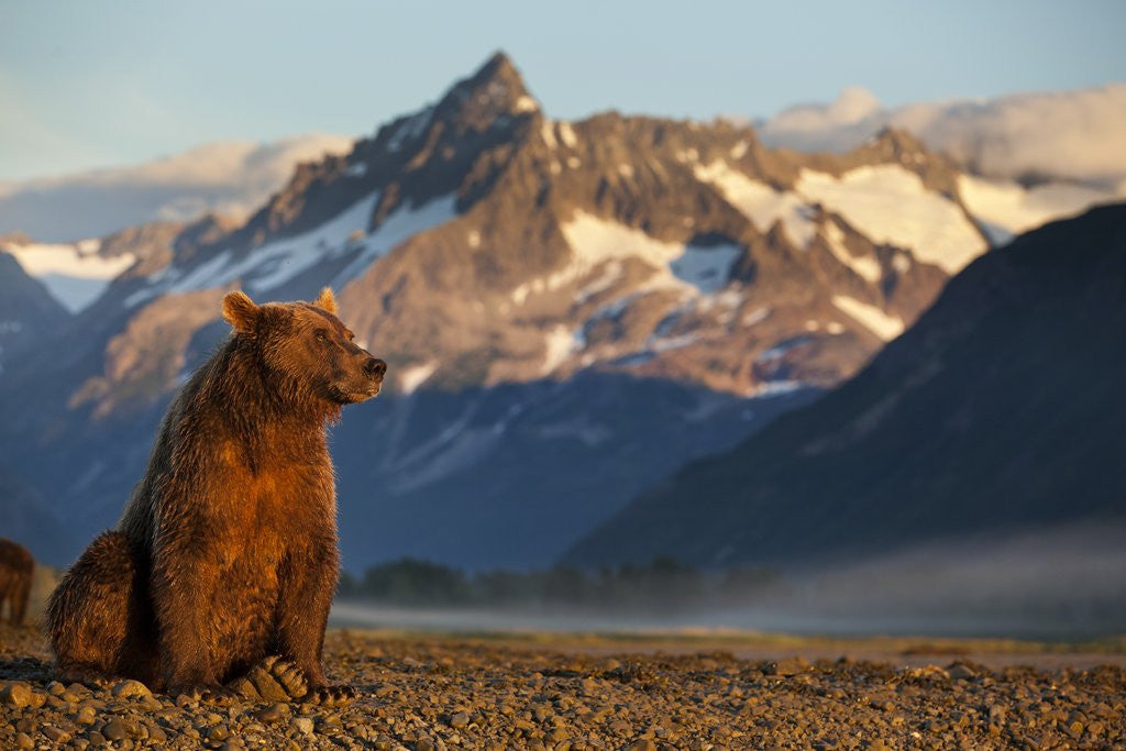 Detail of Brown Bear at Dawn, Katmai National Park, Alaska by Anonymous