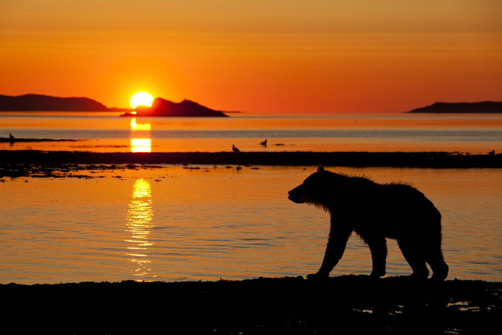 Detail of Brown Bear at Dawn, Katmai National Park, Alaska by Anonymous