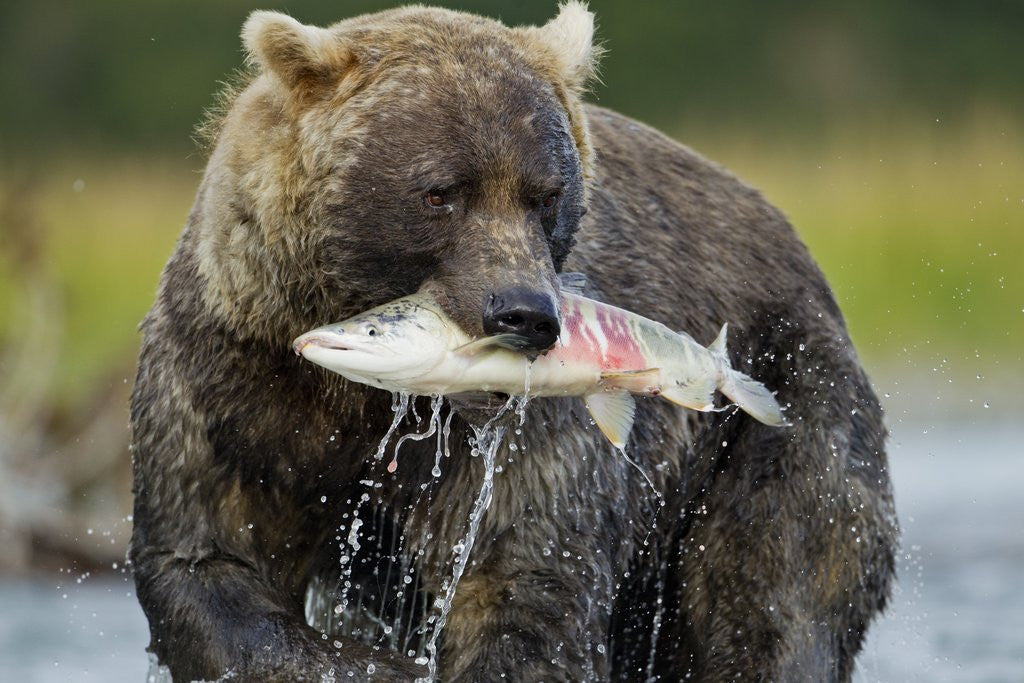 Detail of Brown Bear and Salmon, Katmai National Park, Alaska by Anonymous