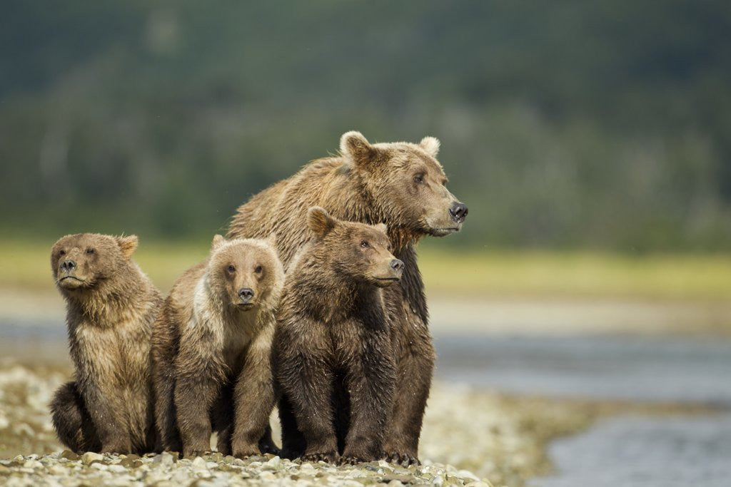 Detail of Brown Bear and Cubs, Katmai National Park, Alaska by Anonymous