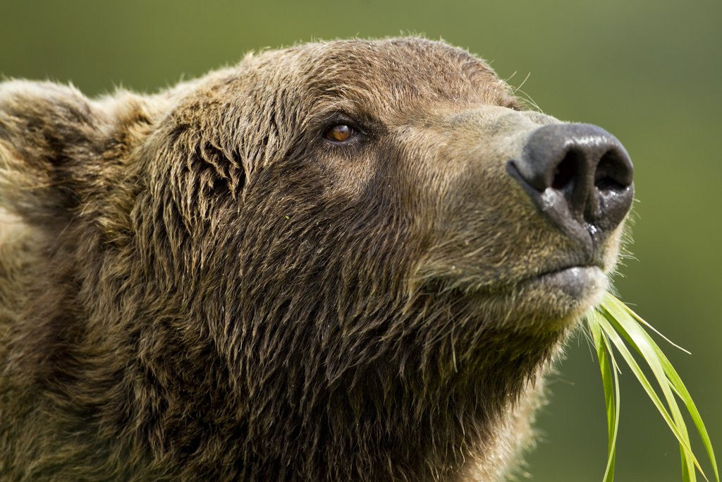 Detail of Brown Bear, Katmai National Park, Alaska by Anonymous