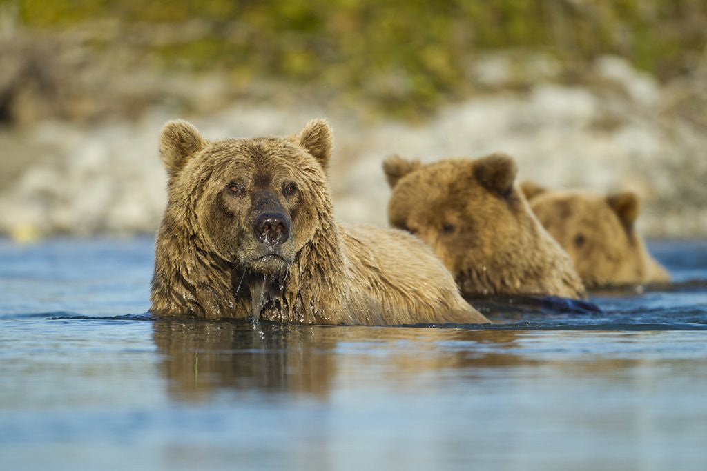 Detail of Brown Bear and Cubs, Katmai National Park, Alaska by Anonymous