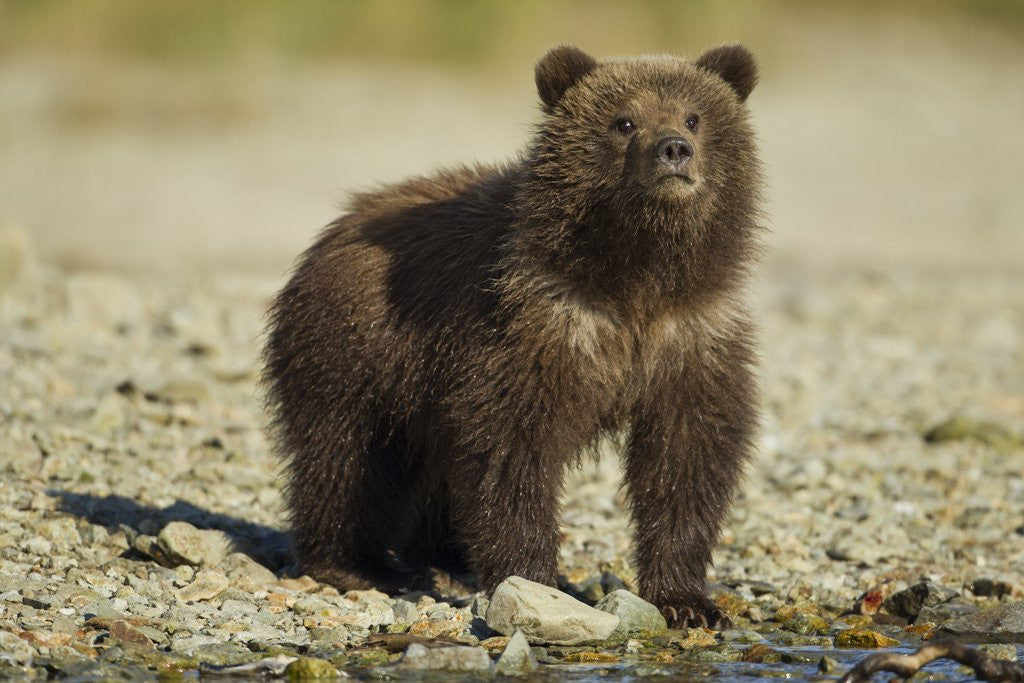 Detail of Brown Bear Spring Cub, Katmai National Park, Alaska by Anonymous