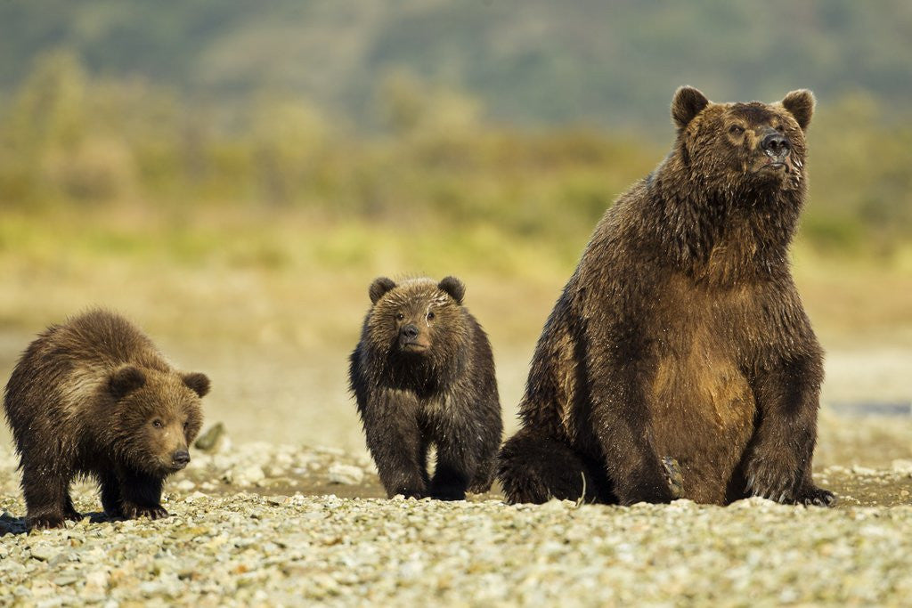 Detail of Brown Bear Sow and Cubs, Katmai National Park, Alaska by Anonymous