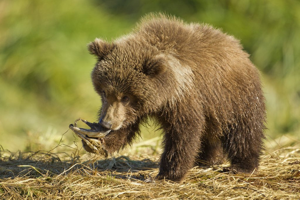 Detail of Brown Bear Spring Cub, Katmai National Park, Alaska by Anonymous