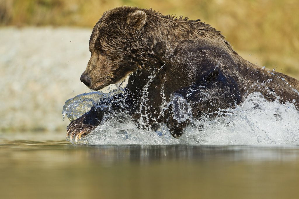 Detail of Fishing Brown Bear, Katmai National Park, Alaska by Anonymous