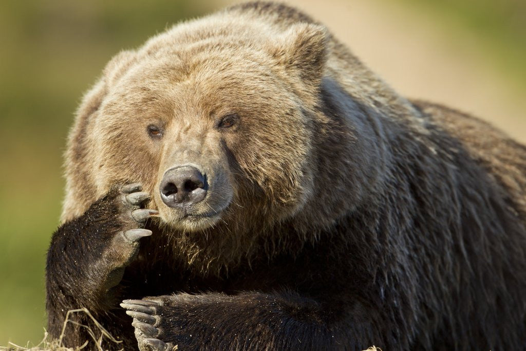 Detail of Resting Brown Bear, Katmai National Park, Alaska by Anonymous