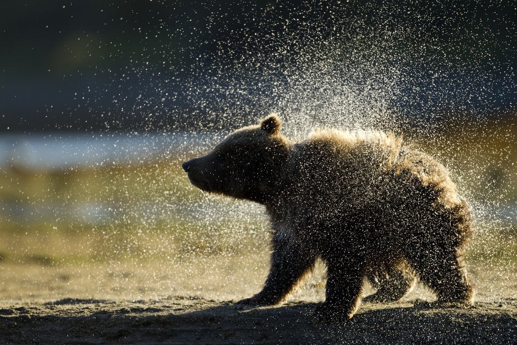 Detail of Brown Bear Spring Cub, Katmai National Park, Alaska by Anonymous