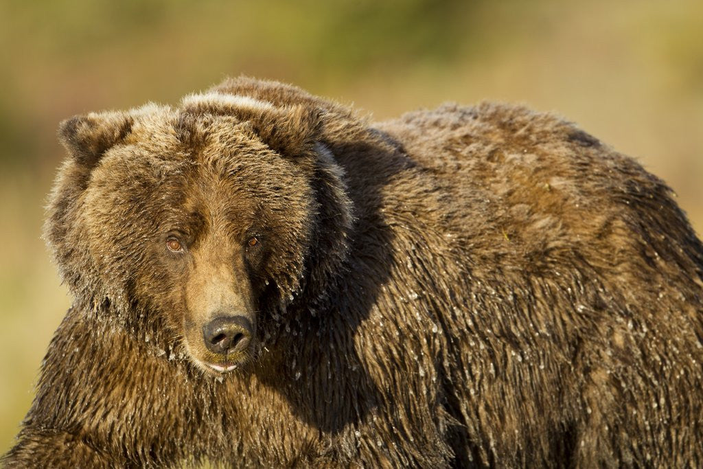 Detail of Ice-covered Brown Bear, Katmai National Park, Alaska by Anonymous