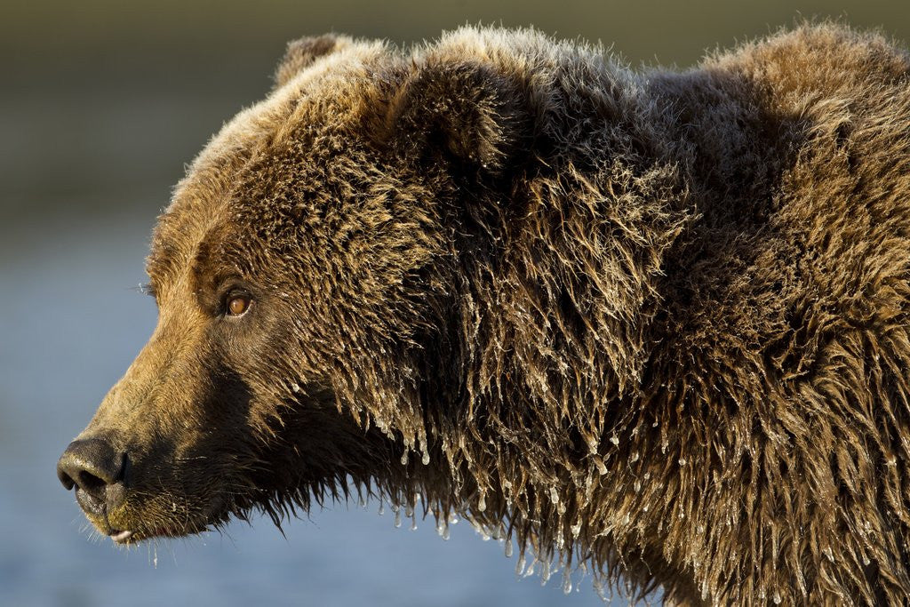 Detail of Ice-covered Brown Bear, Katmai National Park, Alaska by Anonymous