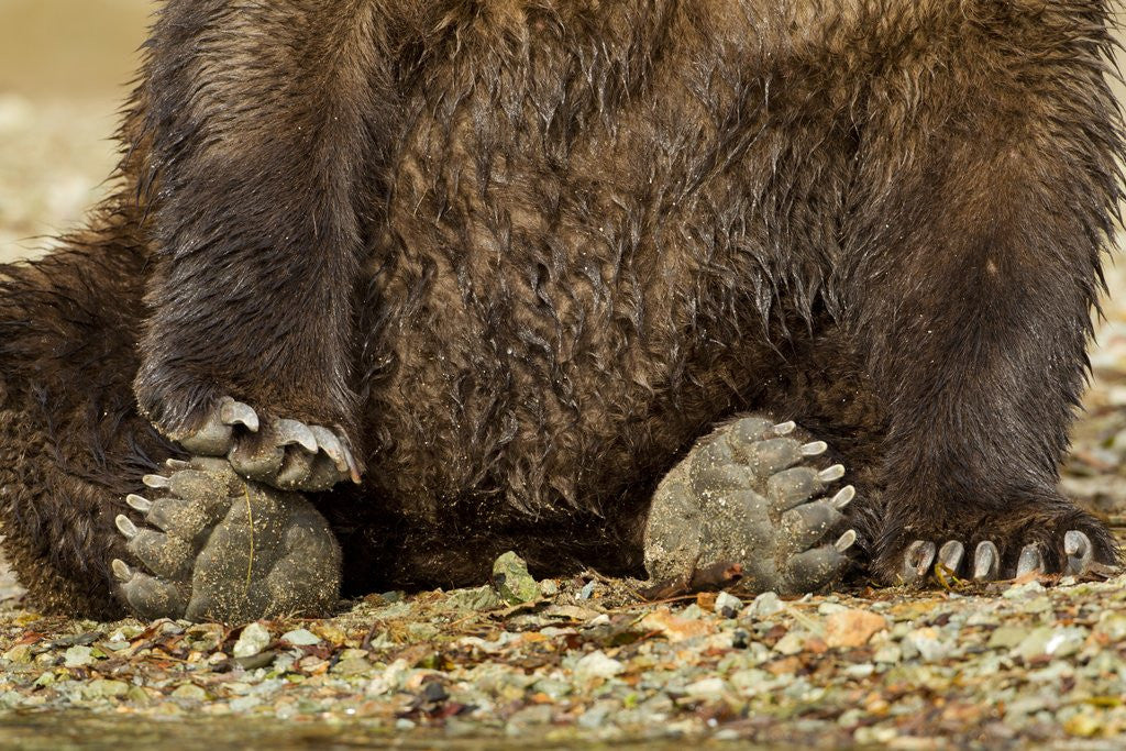 Detail of Brown Bear Paws, Katmai National Park, Alaska by Anonymous