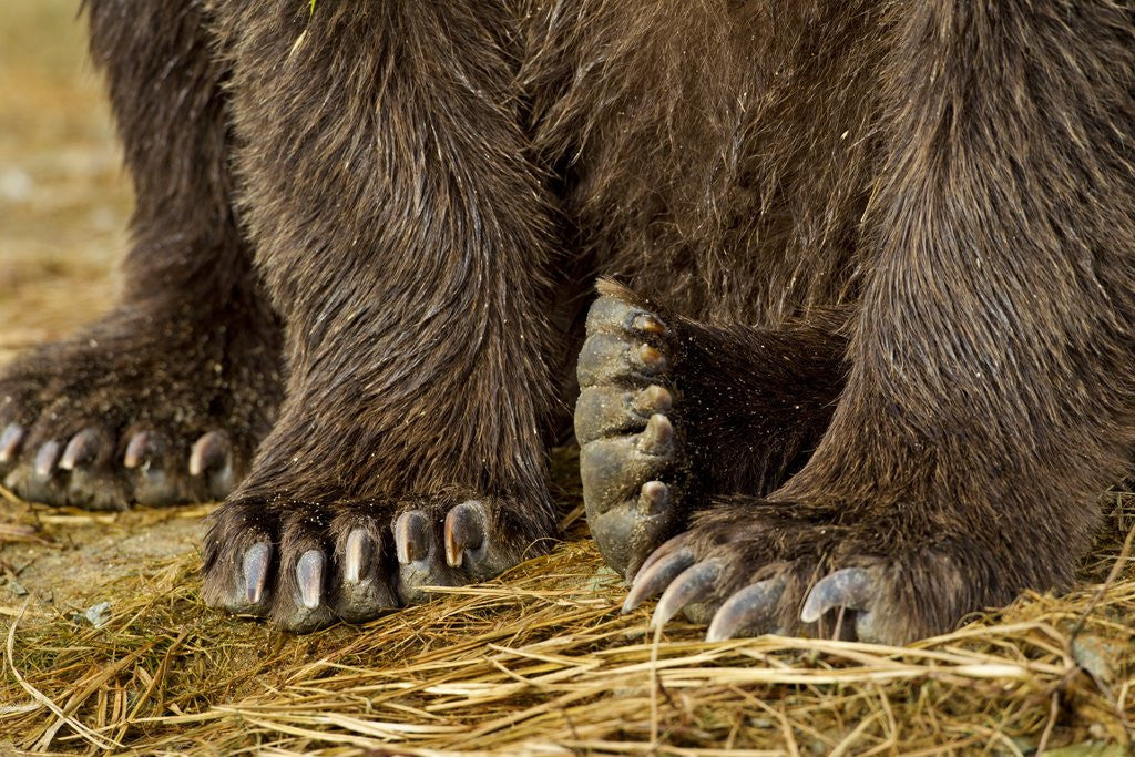 Detail of Brown Bear Paws, Katmai National Park, Alaska by Anonymous