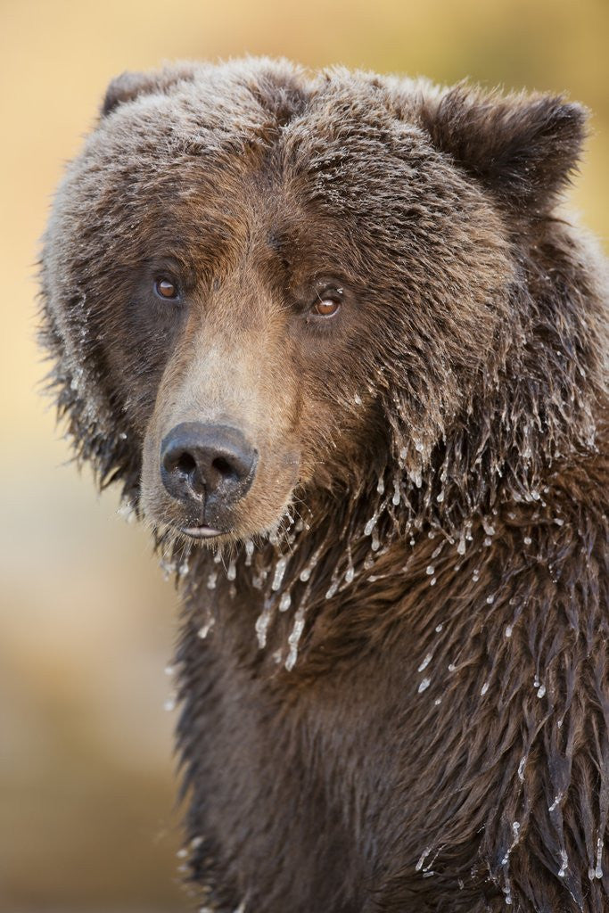 Detail of Ice-covered Brown Bear, Katmai National Park, Alaska by Anonymous