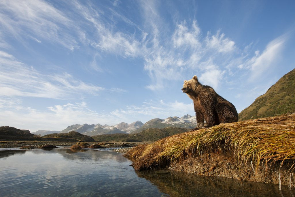 Detail of Brown Bear and Mountains, Katmai National Park, Alaska by Anonymous
