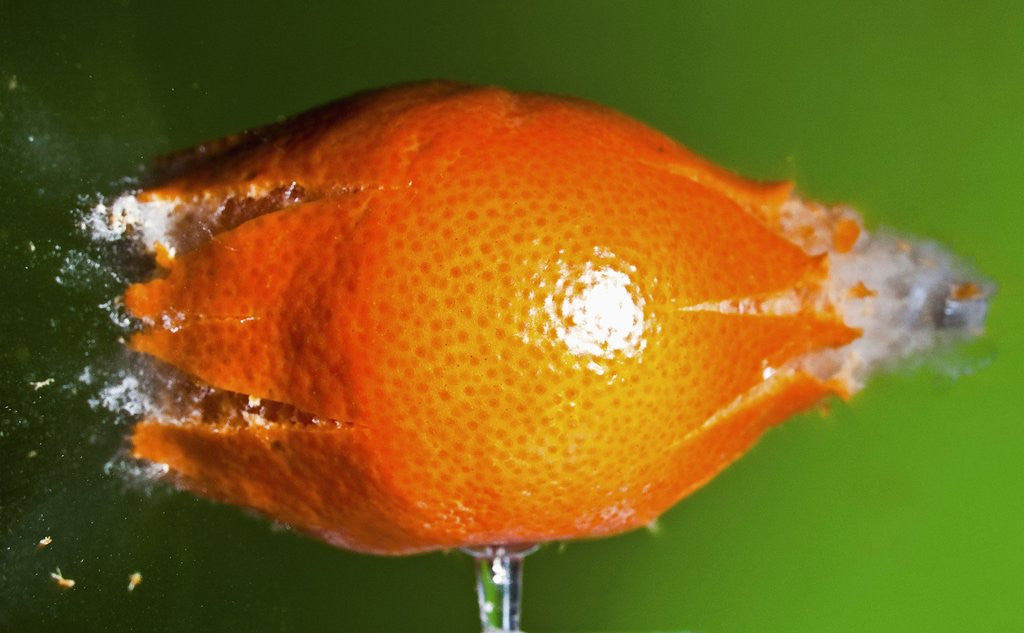 Detail of Breaking Tangerine by Anonymous