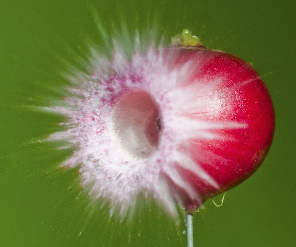 Detail of Radish Impact by Anonymous