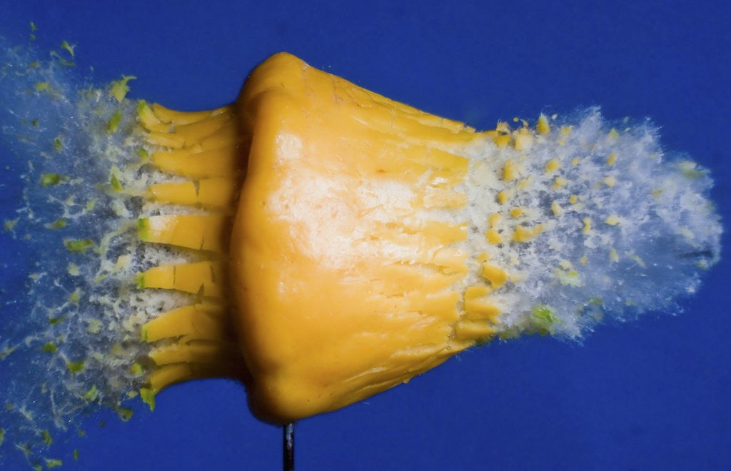 Detail of Squash Squished by Corbis