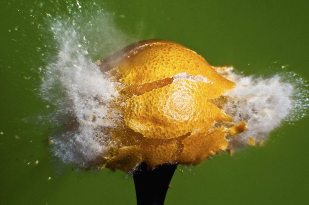 Detail of Lemon Aid by Anonymous