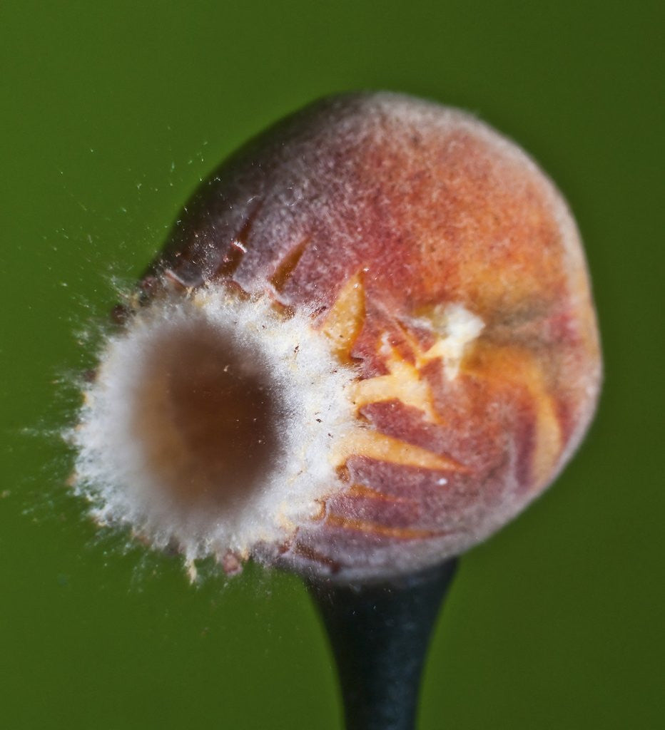 Detail of Just Peachy by Anonymous