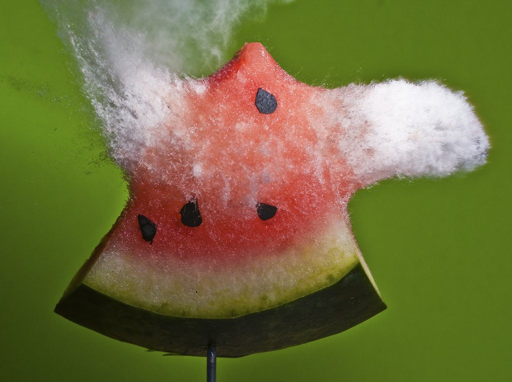 Detail of Watermelon Explosion by Anonymous