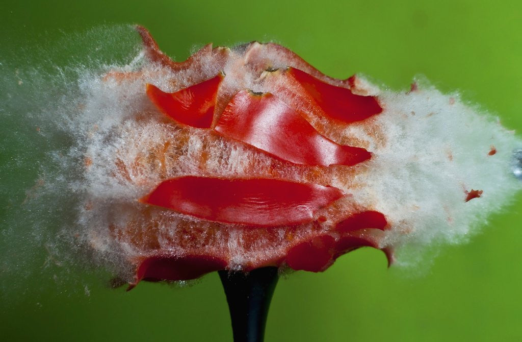 Detail of Tomato Surprise by Anonymous