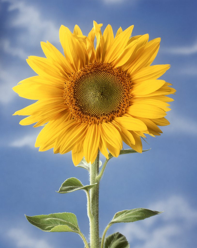 Detail of A sunflower against blue sky by Anonymous