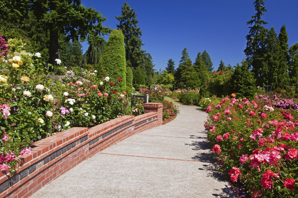 Detail of Portland Rose Garden, Oregon by Anonymous