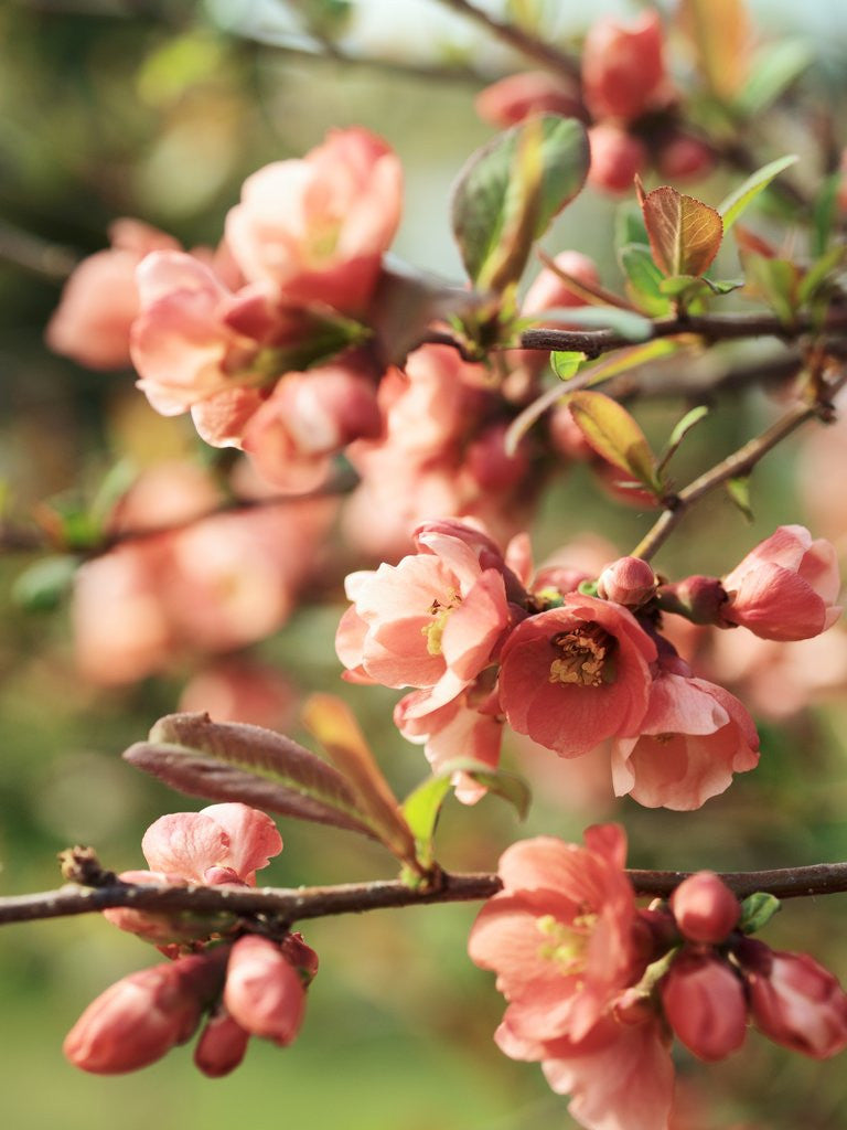 Detail of Japanese cherry blossom on branch by Anonymous