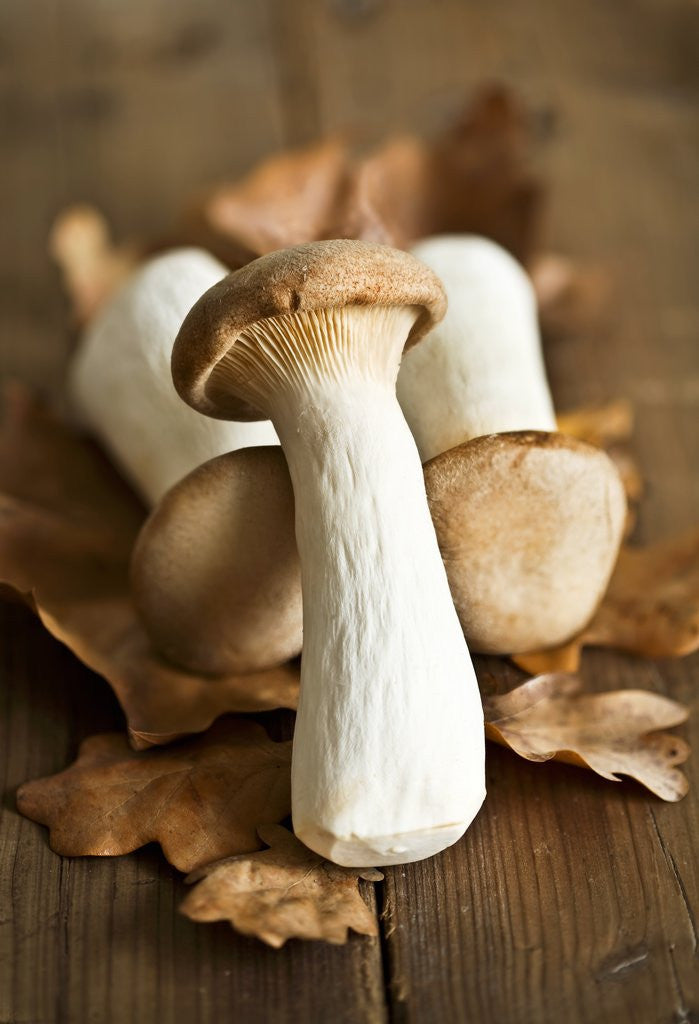 Detail of Fresh king oyster mushrooms on autumn leaves by Anonymous