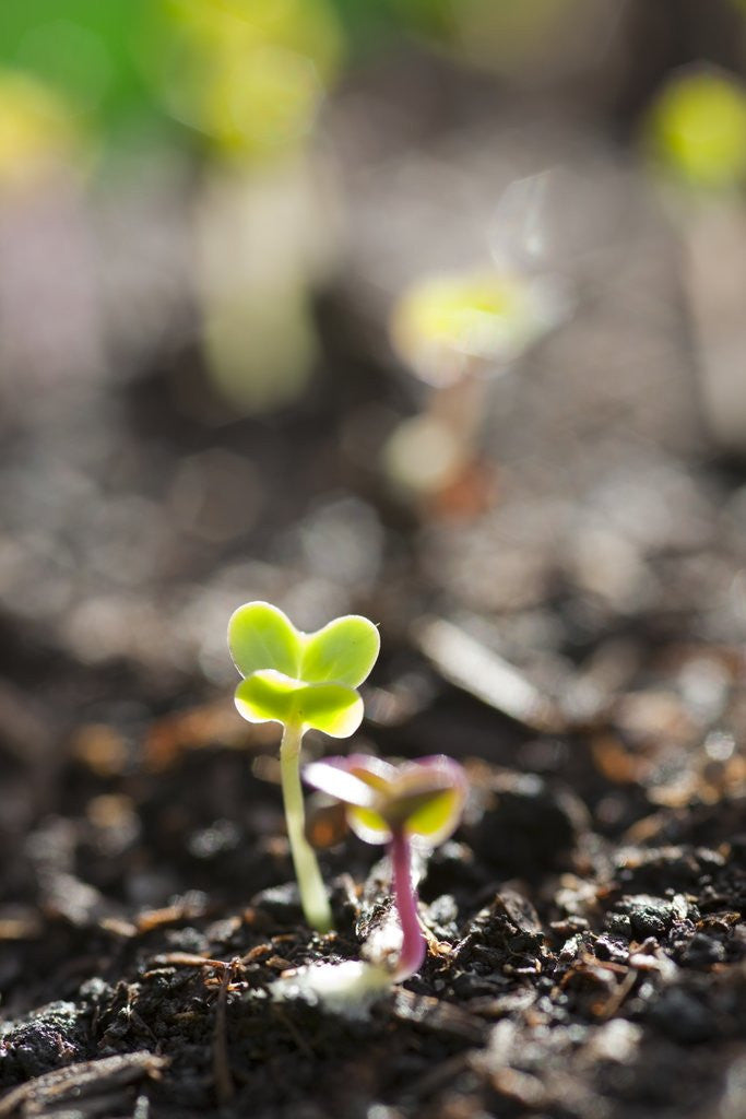 Detail of Seedlings emerging in spring by Anonymous