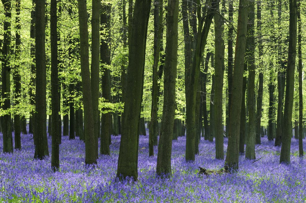 Detail of Bluebells at Dockey Wood on the Ashridge Estate by Anonymous