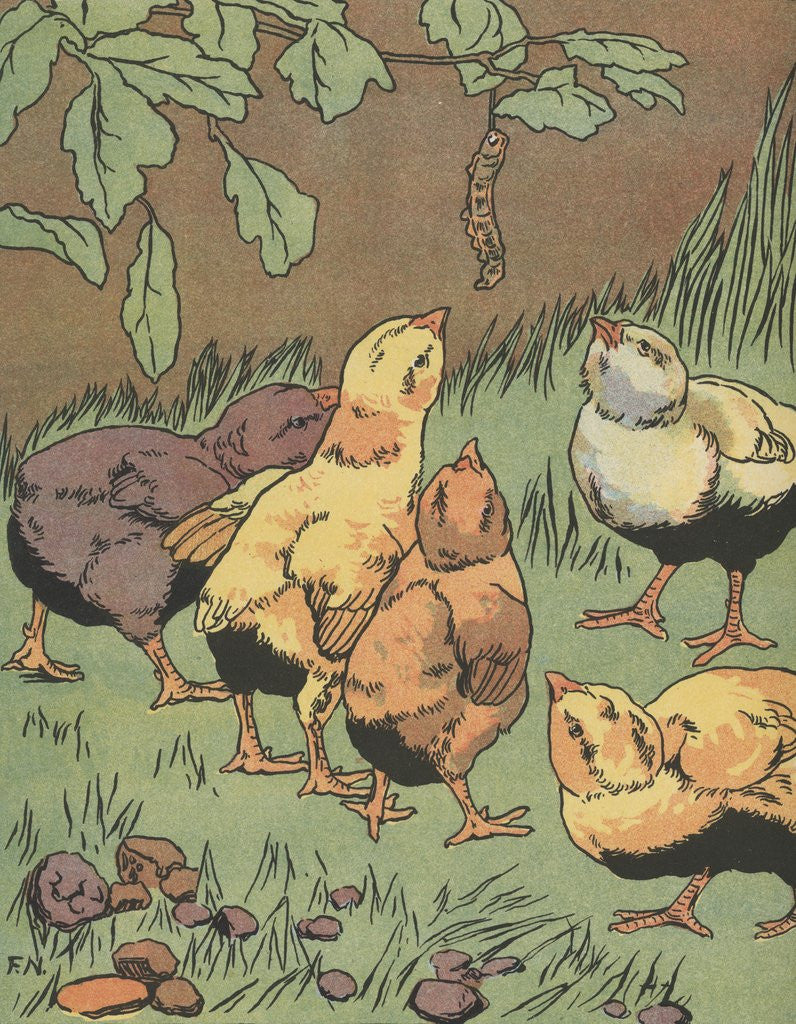 Detail of Illustration of chicks looking at caterpillar by Anonymous