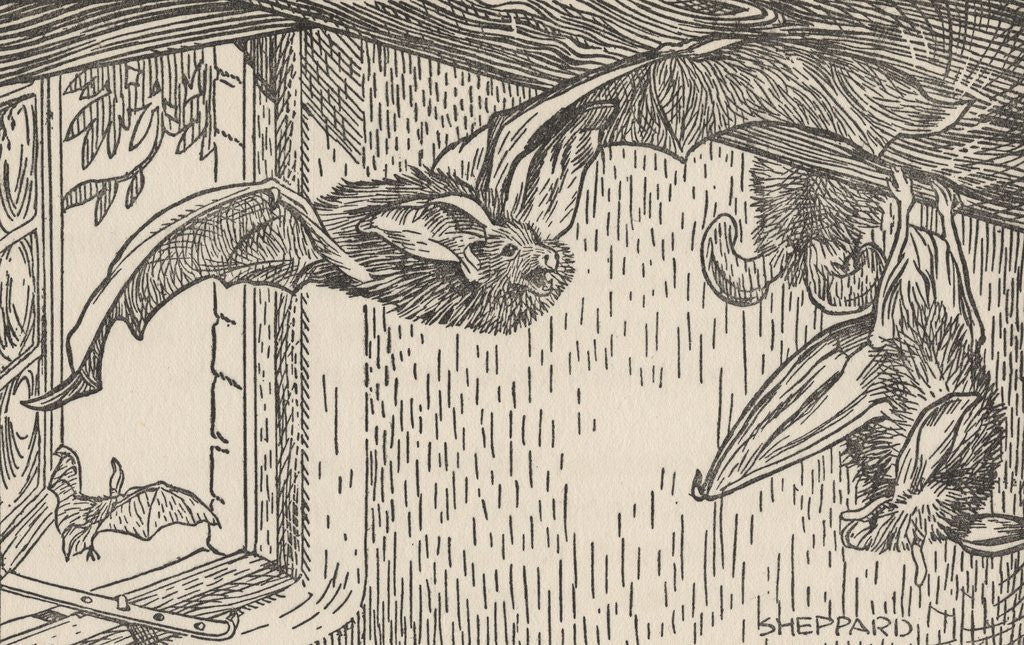 Detail of Illustration of bats inside house by Anonymous