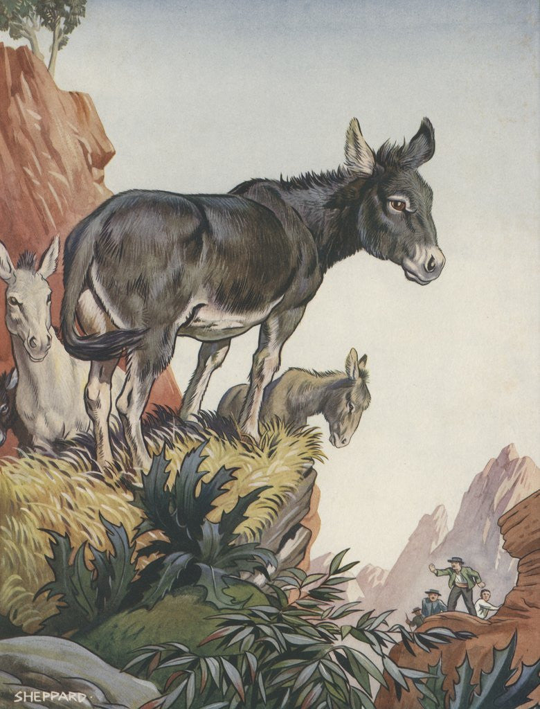 Detail of Illustration of donkeys in canyon by Anonymous