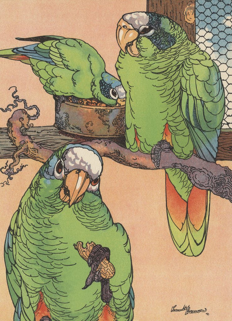Detail of Illustration of three parrots by Anonymous