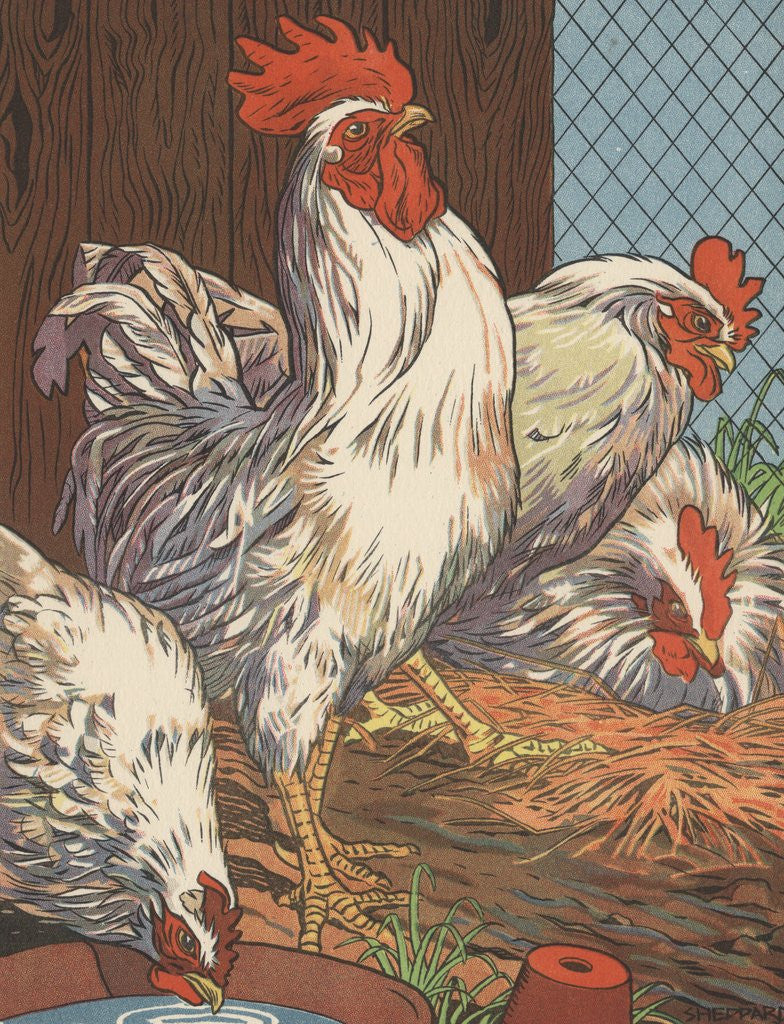 Detail of Illustration of four white chickens by Anonymous