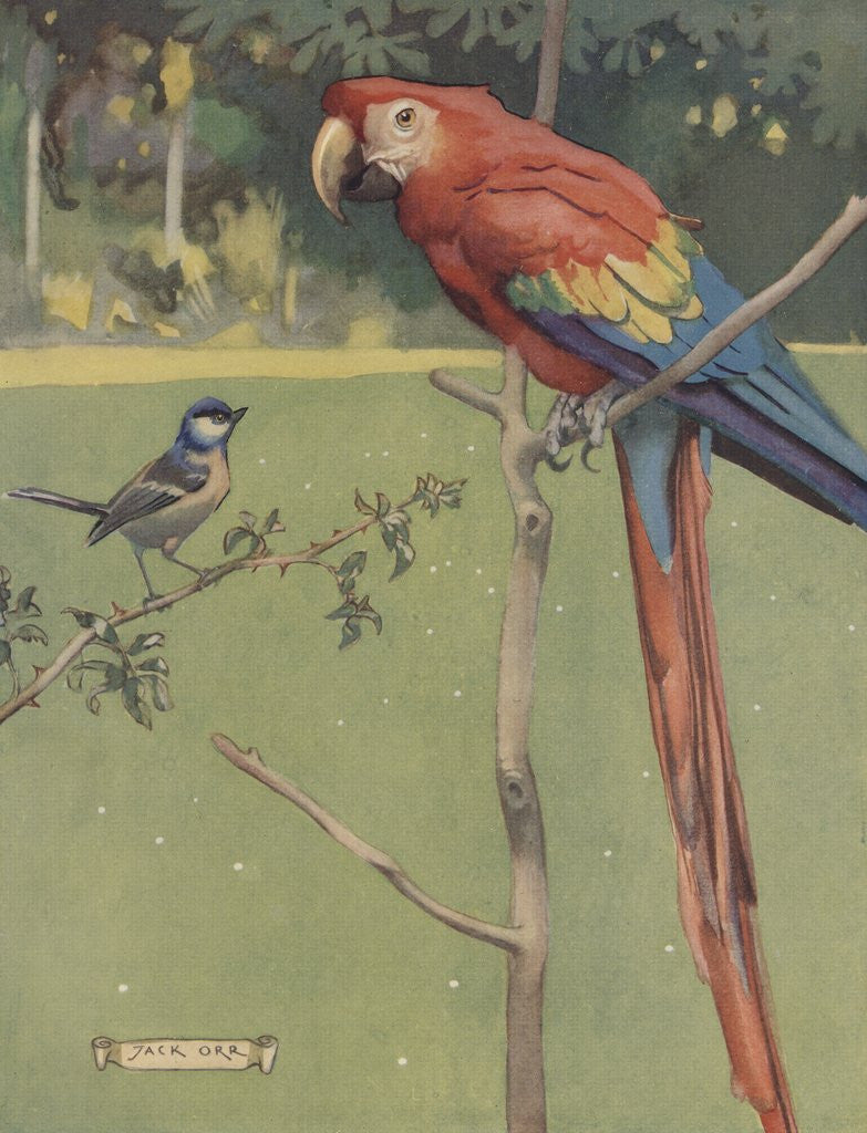Detail of Illustration of macaw and sparrow by Anonymous
