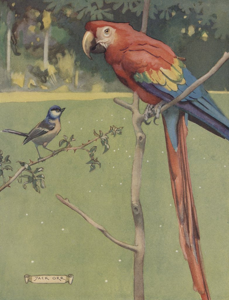 Detail of Illustration of macaw and sparrow by Corbis