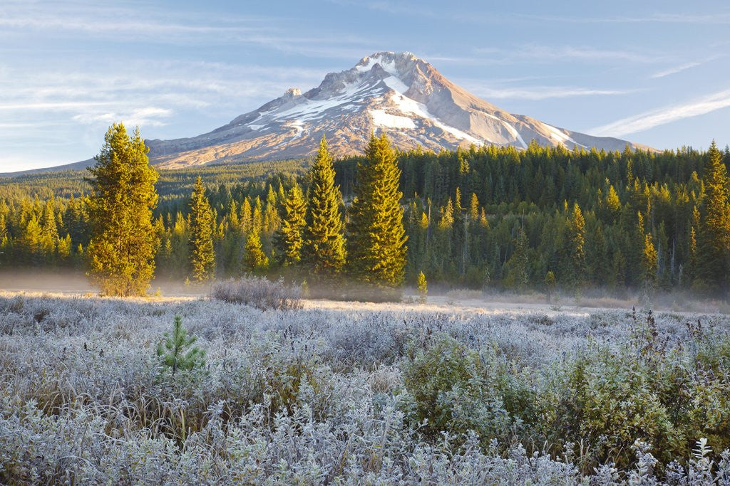 Detail of morning frost in meadow, Mt. Hood, Oregon. by Anonymous