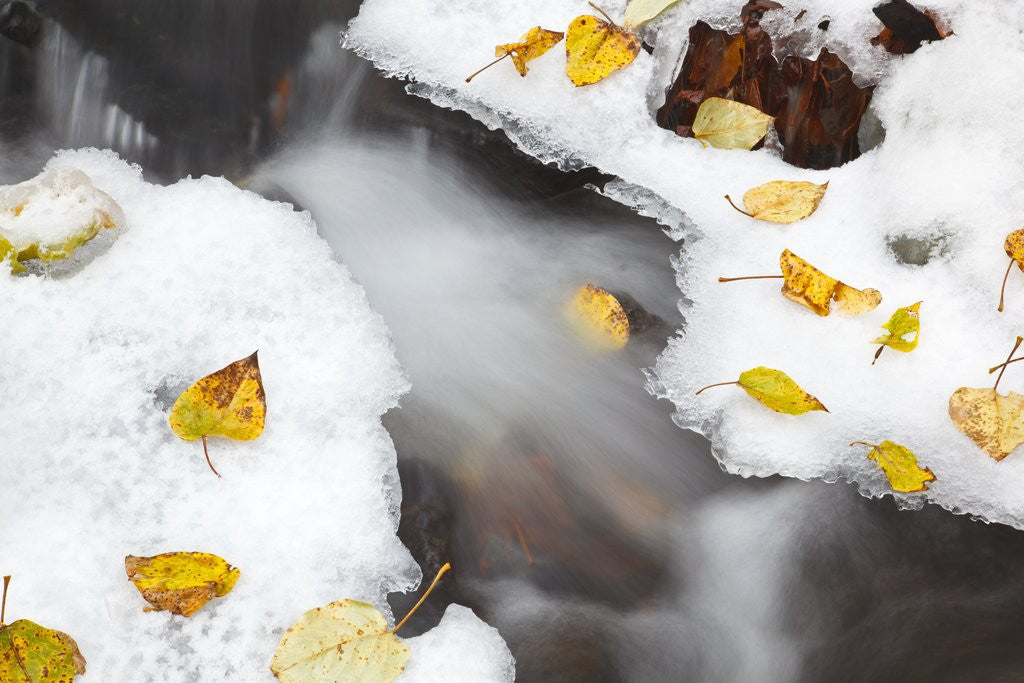 Detail of first winter snow along small creek, Columbia River Gorge National Scenic Area. Oregon by Anonymous